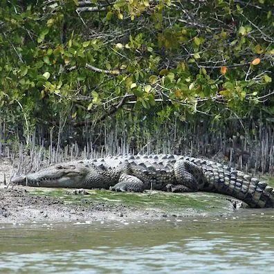 thumbnail for publication: Counting and Capturing Crocodilians